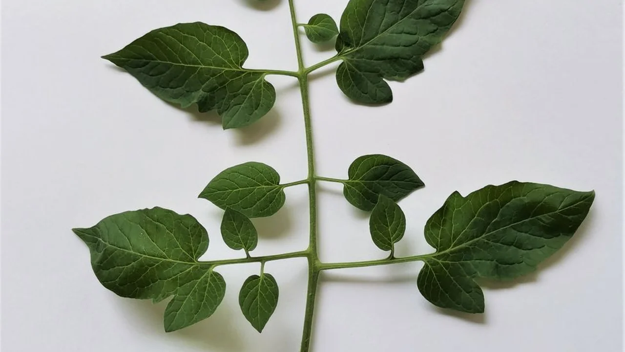 713GCCA片高性能计算的新一代选择